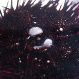 Sea urchin (with spines)