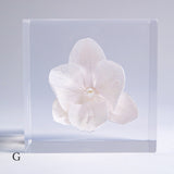 Phalaenopsis［S size］