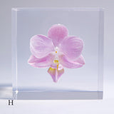 Phalaenopsis［S size］