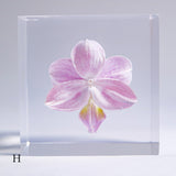 Phalaenopsis［S size］