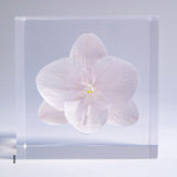 Phalaenopsis［S size］