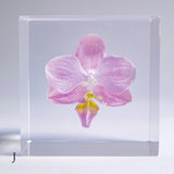 Phalaenopsis［S size］