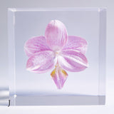 Phalaenopsis［S size］