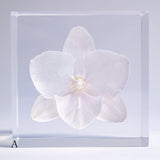 Phalaenopsis［M size］