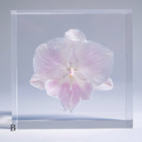 Phalaenopsis［M size］