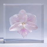 Phalaenopsis［M size］