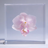 Phalaenopsis［M size］