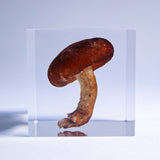 Shiitake Mushroom