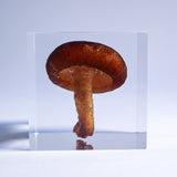 Shiitake Mushroom