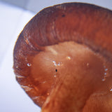 Shiitake Mushroom