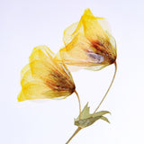 Hermannia verticillate