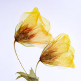 Hermannia verticillate