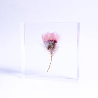 Chamomile sunray plate