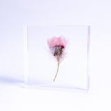 Chamomile sunray plate