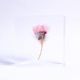 Chamomile sunray plate