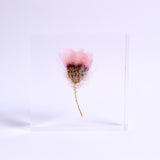 Chamomile sunray plate