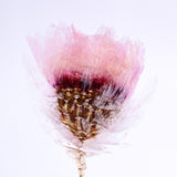 Chamomile sunray plate