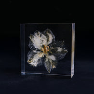 Consolida ajacis -White-