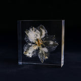 Consolida ajacis -White-
