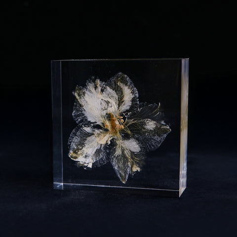 Consolida ajacis -White-