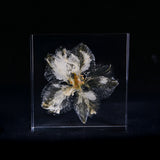 Consolida ajacis -White-