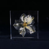 Consolida ajacis -White-