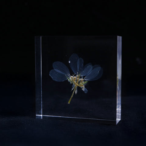 Orlaya grandifora