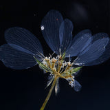 Orlaya grandifora