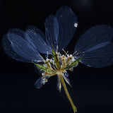 Orlaya grandifora