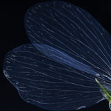 Orlaya grandifora