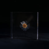 Erigeron