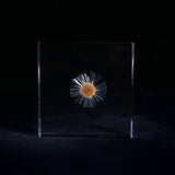 Erigeron