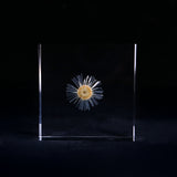 Erigeron