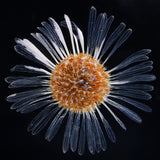 Erigeron
