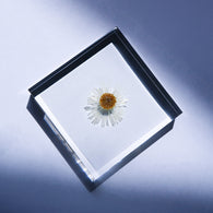 Erigeron