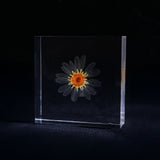 Leucanthemum paludosum