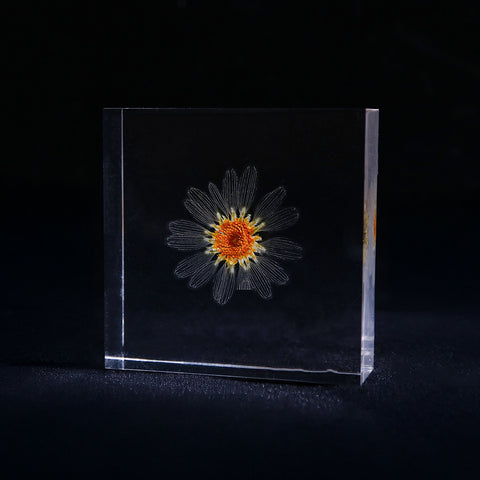 Leucanthemum paludosum