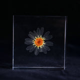 Leucanthemum paludosum