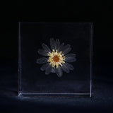 Leucanthemum paludosum