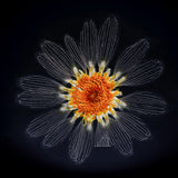 Leucanthemum paludosum