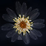 Leucanthemum paludosum