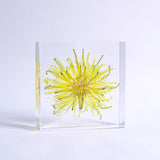 Dandelion (Flower)