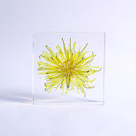 Dandelion (Flower)
