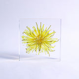 Dandelion (Flower)