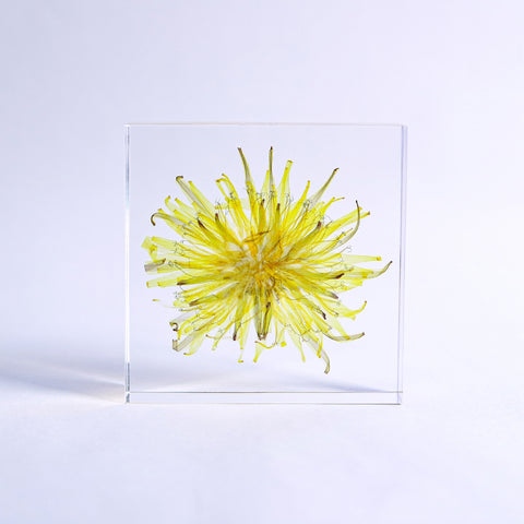 Dandelion (Flower)