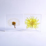 Sola tile Dandelion Set