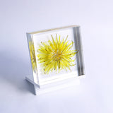 Sola tile Dandelion Set
