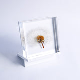 Sola tile Dandelion Set