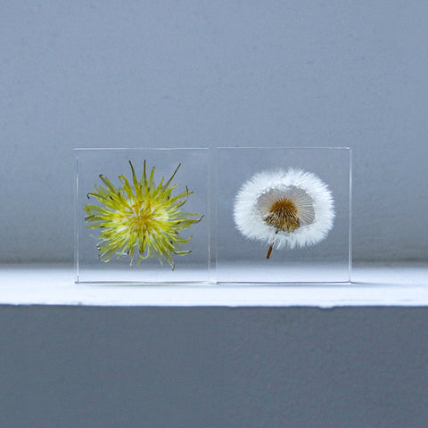 Sola tile Dandelion Set