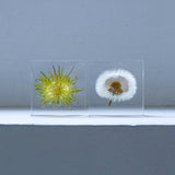 Dandelion (Flower)